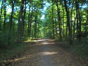 Heessener-Wald 02.jpg