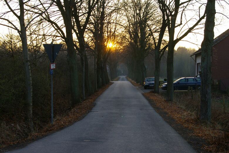 Forstallee vom Caldenhofer Weg aus