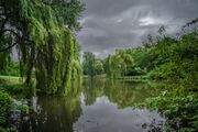 Selbachpark Teich.jpg